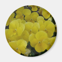 yellow pansies refrigerator magnets
