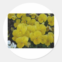 yellow pansies sticker