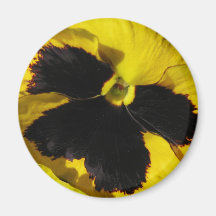 Yellow Pansy Fridge Magnets