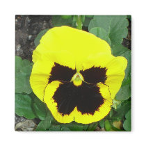 Yellow Pansy Magnet