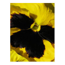 Yellow Pansy Post Card