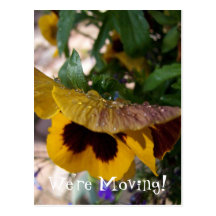 Yellow Pansy Post Card