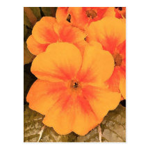 Yellow Pansy Postcard