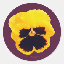 Yellow Pansy Purple stickers