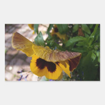Yellow Pansy Rectangular Stickers