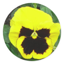 Yellow Pansy Sticker