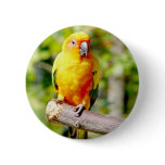 Yellow Parrot Button