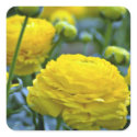 Yellow Peonies flowers stickers