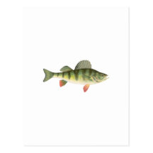 Yellow Perch Art Postcards