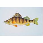 Yellow perch photo sculptures