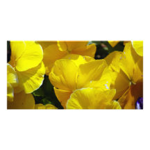 Yellow-petals529 YELLOW PANSIES FLOWERS PHOTOGRAPH Customised Photo Card