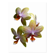 Yellow Phalaenopsis Orchids Postcard