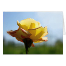 Yellow Pink Rose Card