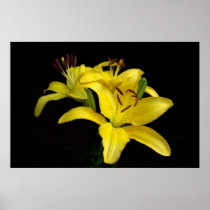 Yellow Pixie Lily Poster Print