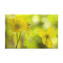 Yellow Poppies Photo Canvas Prints
