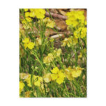 Yellow postcards