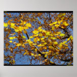 Yellow posters