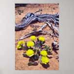 Yellow-Prickly Pear Cactus flowers Posters