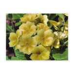 Yellow Primrose Flower Photography Postcard