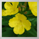 Yellow Primrose Poster posters