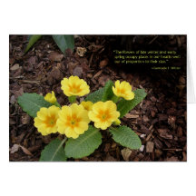 Yellow primroses: Spring is on the way! Greeting Card