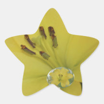Yellow Raindrop Lily Star Stickers