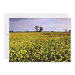 yellow Rape fields, Cambs, England flowers invitations