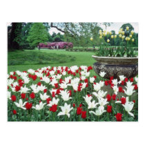 Yellow Red and white tulips, Kew Gardens flowers postcards