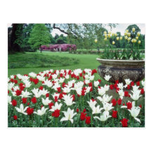 Yellow Red and white tulips, Kew Gardens flowers Post Card