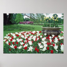 Yellow Red and white tulips, Kew Gardens flowers Posters