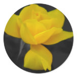 Yellow Rose and meaning Round Stickers