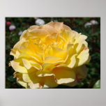 Yellow Rose art prints framed Roses Garden