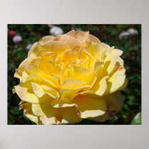 Yellow Rose art prints framed Roses Garden