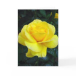 Yellow rose - Card