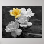 Yellow Rose Cluster Black And White Floral Print