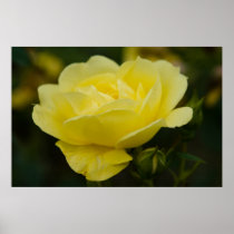 Yellow Rose DSC1876