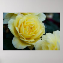 Yellow Rose DSC3677