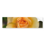 Yellow Rose Flower