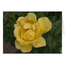 Yellow Rose Greeting Card
