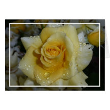 Yellow Rose Greeting Cards