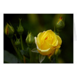 yellow rose greeting cards