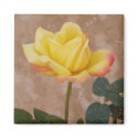 Yellow Rose Magnet