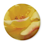 Yellow Rose Magnet