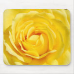 Yellow rose