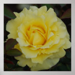 Yellow Rose Of Joy Poster posters