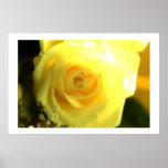 Yellow Rose Of Santa Maria posters