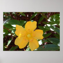 Yellow Rose of Sharon Print