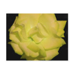Yellow Rose on Black Post Card