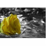 Yellow Rose On Left Side Silver Background photo sculptures