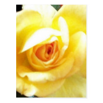 Yellow Rose postcards